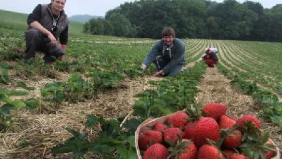 Spania intenţionează să restricţioneze piaţa muncii pentru români