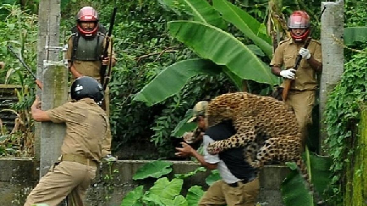 Imagini şocante. Un leopard, fotografiat în timp ce sărea la gâtul unui bărbat