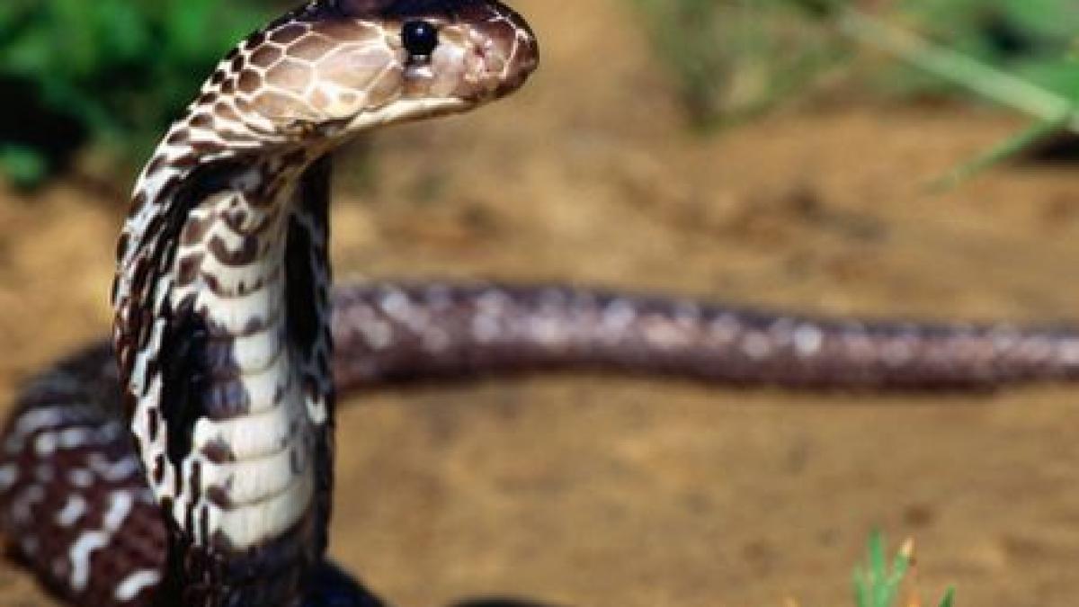 Un şarpe, descoperit în parcul IOR din Capitală. Poliţia animalelor a reuşit să îl captureze