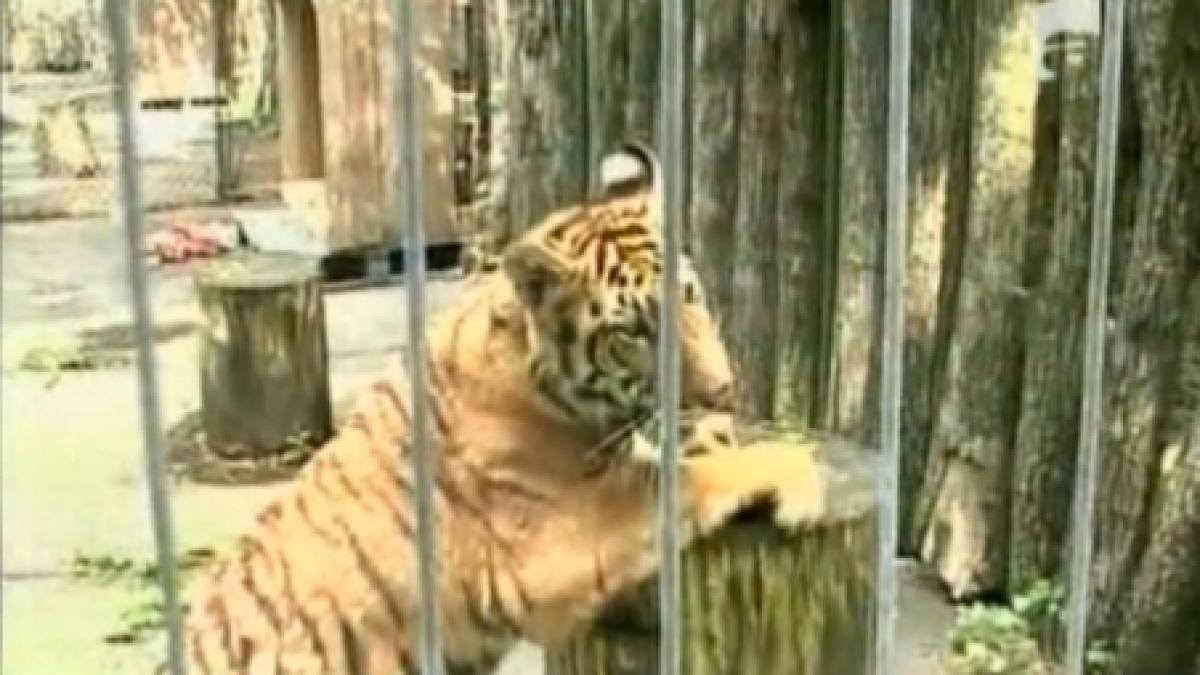 Tigrul Alex din Arad a ajuns la Grădina Zoologică din Târgu Mureş 