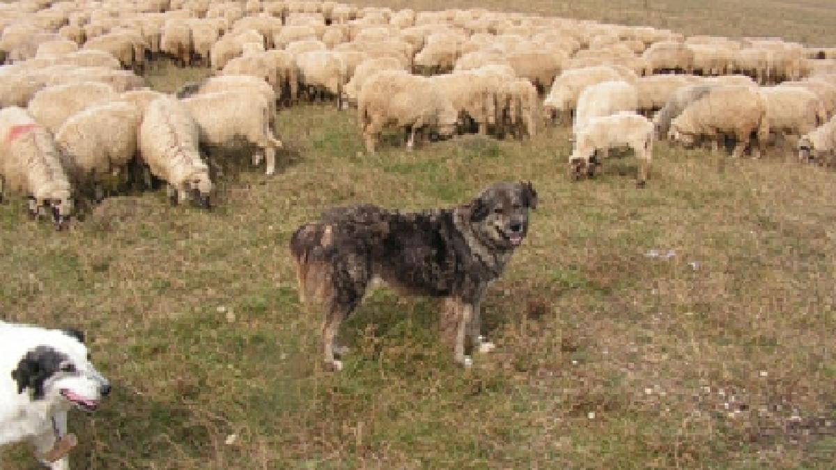 Descoperire macabră: Capul unui bărbat, găsit de câinele unui cioban din Timiş