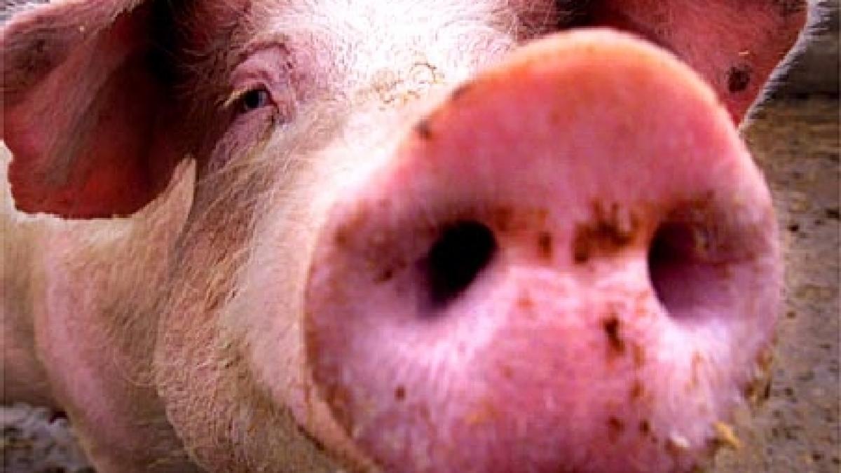 Carnea de porc, mâncarea preferată a parlamentarilor români