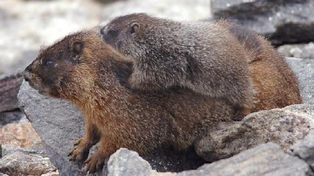 Doi pui de marmotă au venit pe lume la Grădina Zoologică de la Băneasa