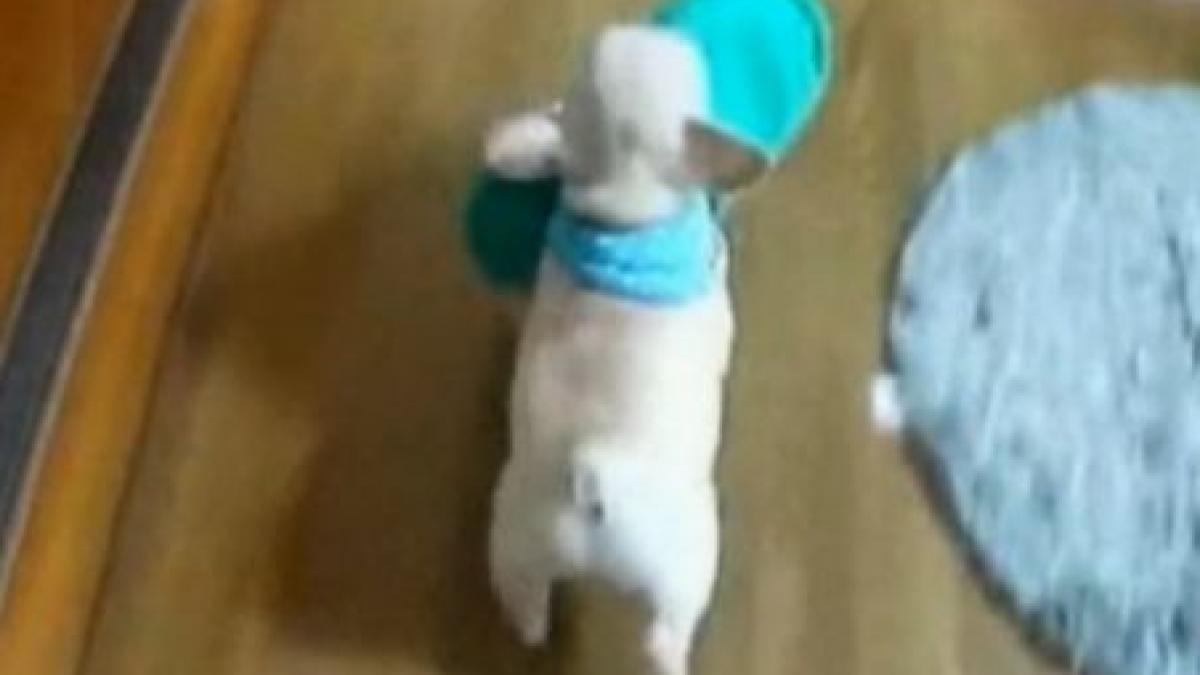 Cel mai perseverent pui de bulldog! Vezi cum plimbă un papuc de două ori cât el