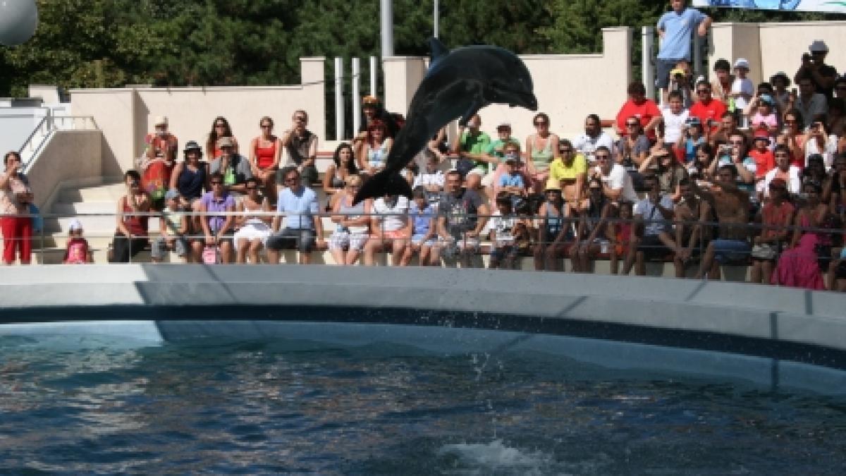 Vremea ploioasă de la mare i-a trimis pe turişti la delfinariul din Constanţa