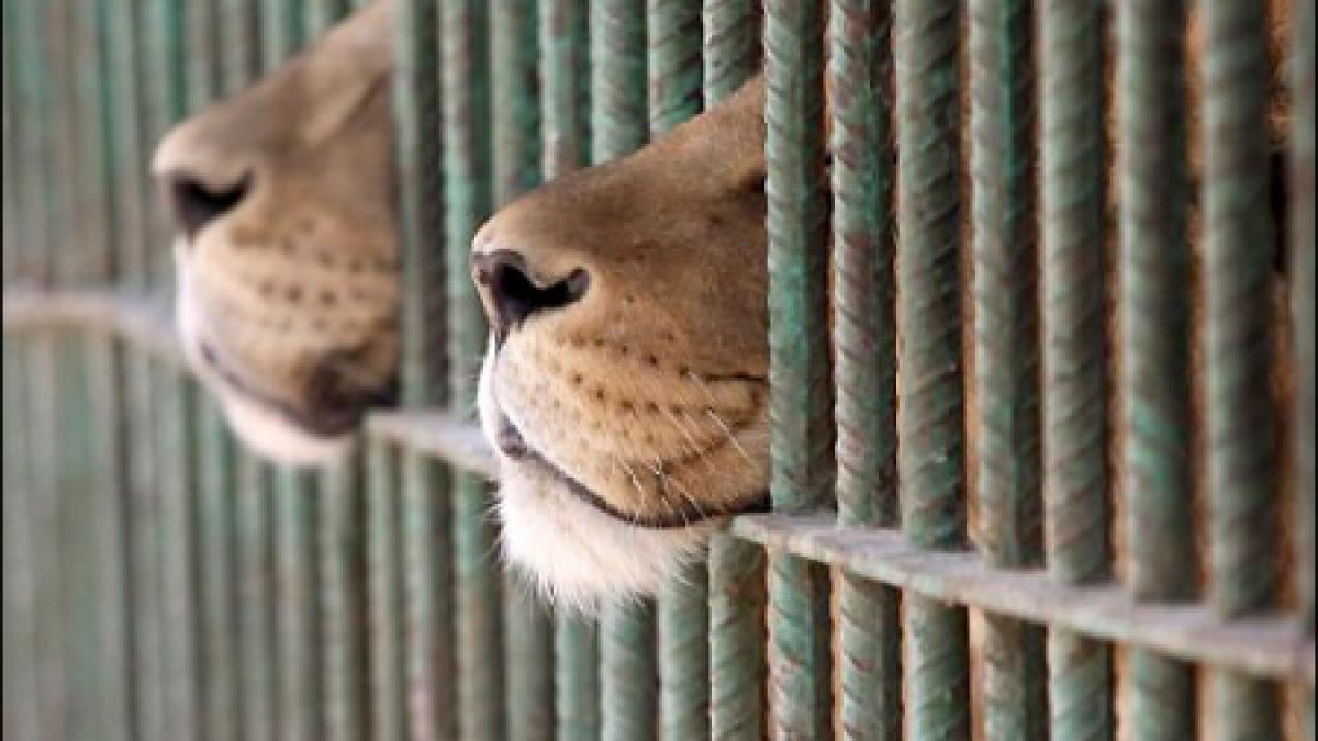 Zoo Oradea vinde peste 500 de animale. Vezi cine le va lua locul