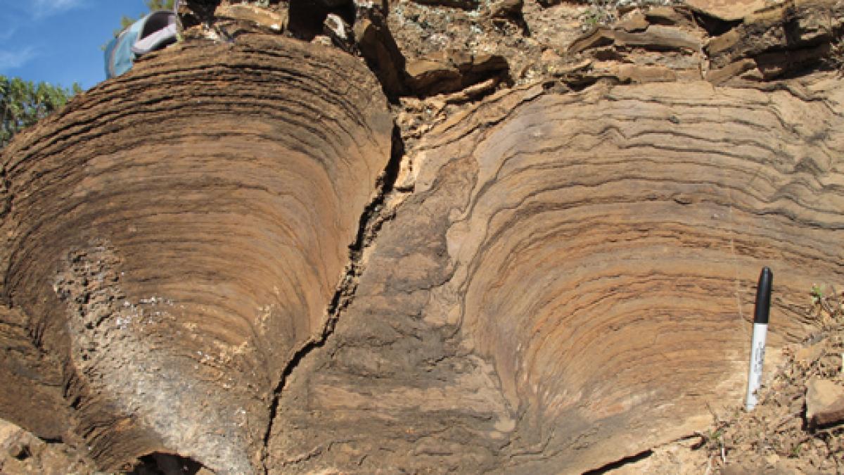 Cele mai vechi fosile din lume, descoperite în Australia