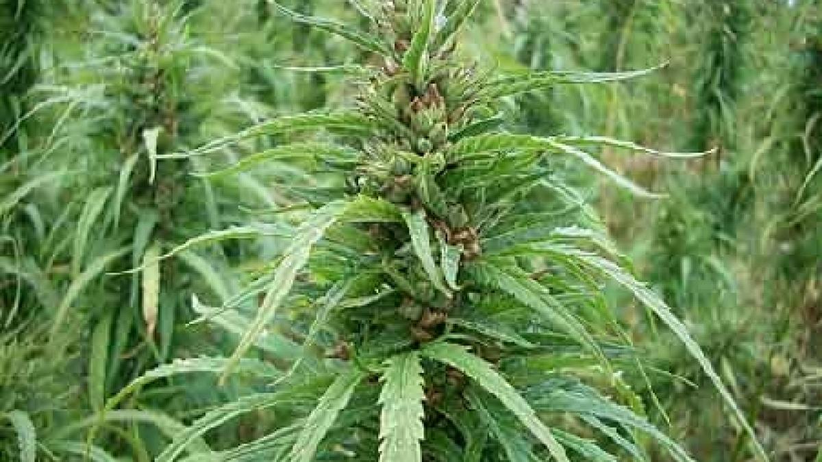 Doi bucureşteni, prinşi în flagrant în timp ce îşi recoltau cultura de cannabis din Snagov