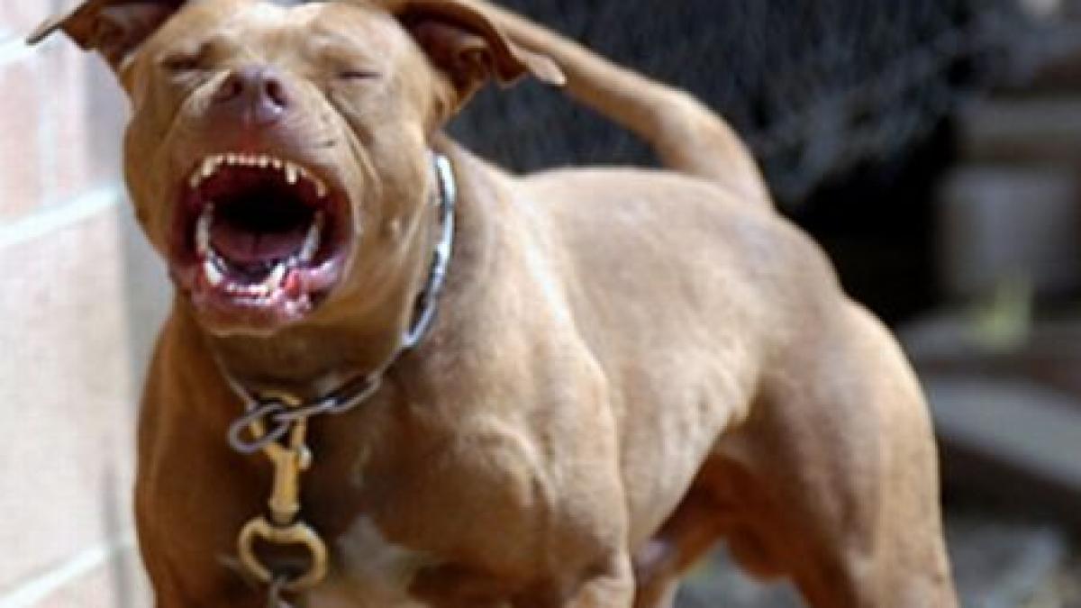 Patru răniţi, după ce un pitbul a scăpat de sub controlul stăpânilor, în Ploieşti