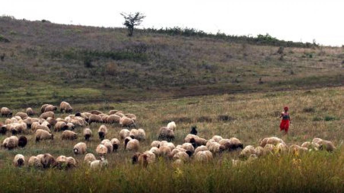 Caraş-Severin. Un cioban şi-a scăpat turma de capre într-o prăpastie de 30 de metri