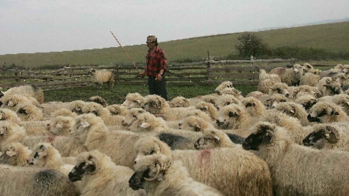 Afacerile cu lână, în continuă ascensiune pe piaţa europeană