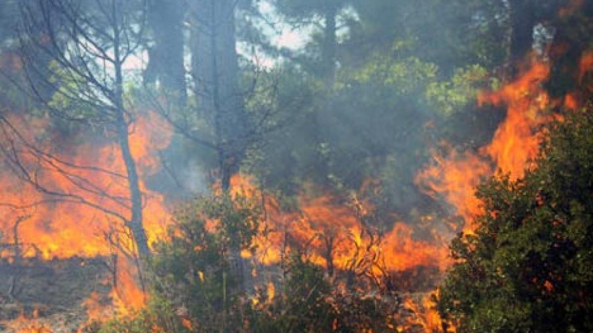 Opt hectare de pădure tânără, cuprinse de flăcări în judeţul Ilfov