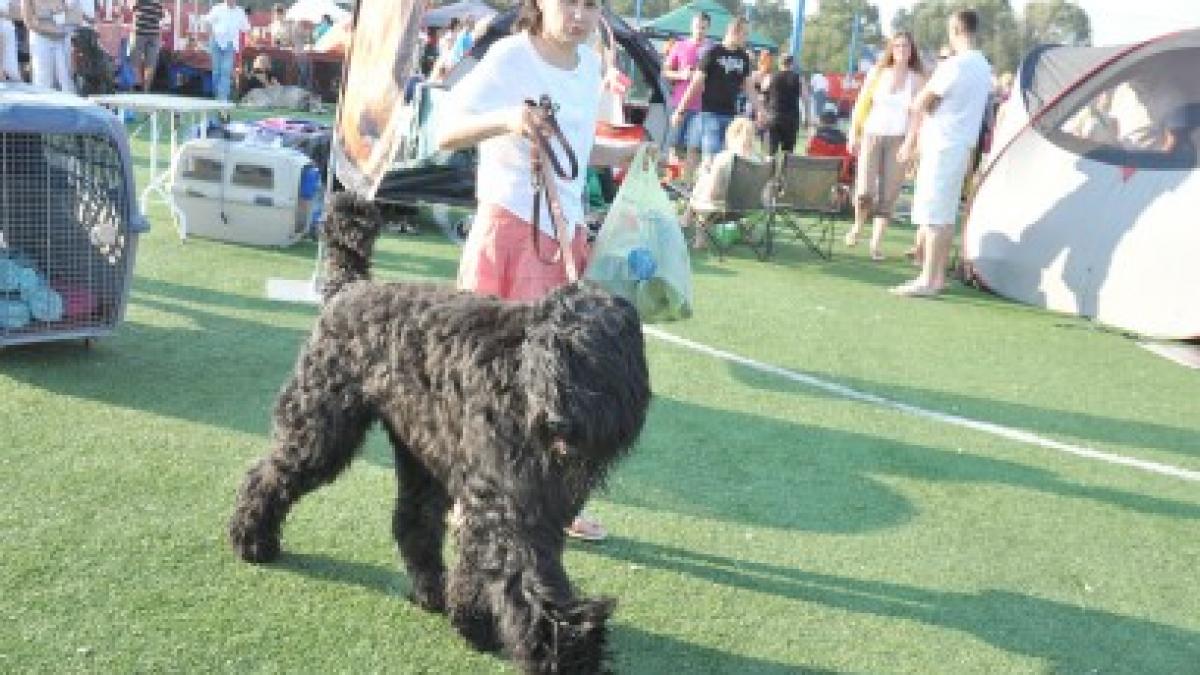 Expoziţie canină cu peste 500 de exemplare la Alba Iulia