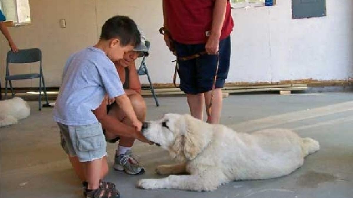 În stare gravă la spital: Un câine a muşcat de organele genitale un copil de doi ani