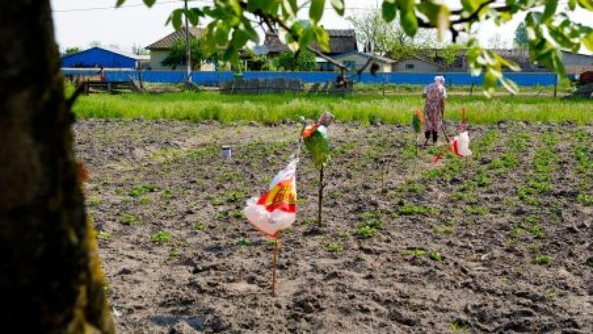 Agricultura românească, pe mâinile străinilor. S-a vândut deja 12% din terenul fertil al ţării