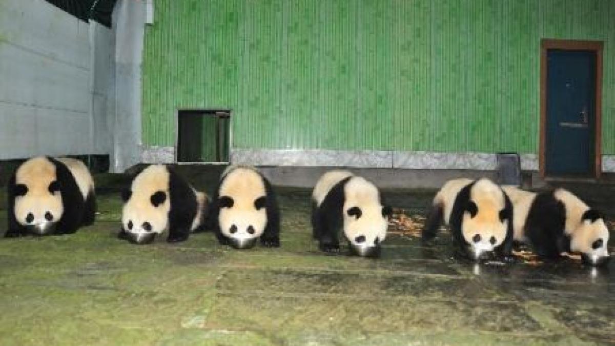 China. 12 pui de urs panda, cazaţi la un centru de cercetare