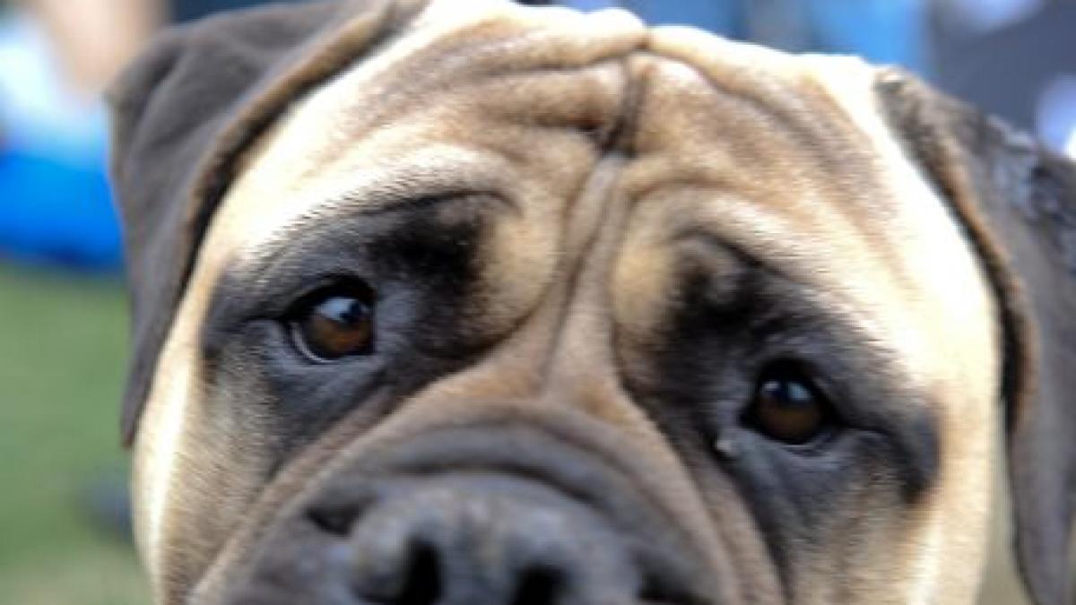 Sute de câini din 16 ţări participă la o competiţie canină, la Arad