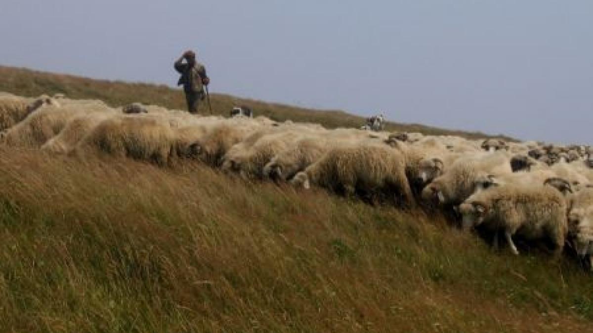 Poveste din &quot;estul sălbatic&quot;: Un cioban din judeţul Iaşi, împuşcat de un consătean 