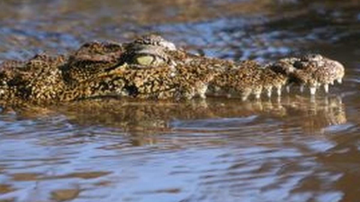 Thailandezii, sub ameninţarea crocodililor: Reptilele au scăpat de la o fermă, din cauza inundaţiilor 