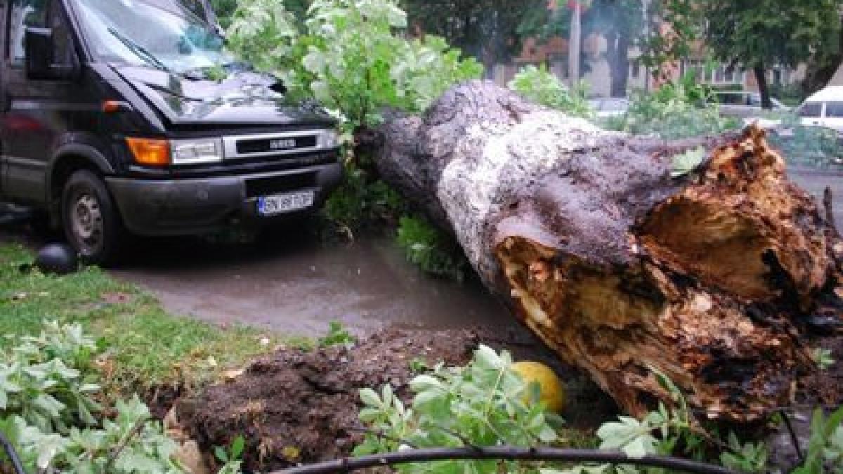 O familie argeşeană, la un pas de a fi strivită în propria casă de un copac căzut