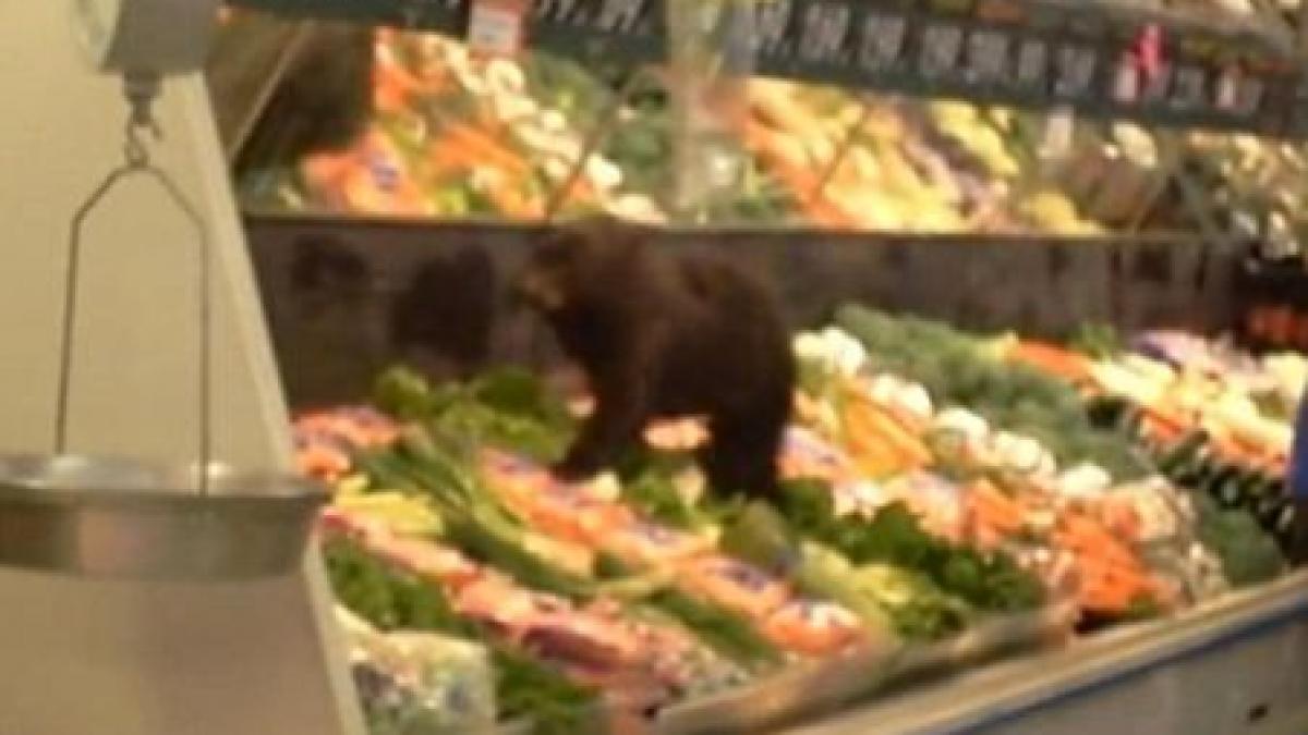 Un pui de urs dă iama în stand-ul de fructe dintr-o alimentară, în Alaska