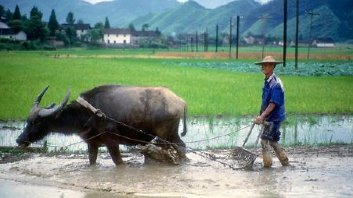 Tailandezii au combinat turismul cu agricultura: Arată turiştilor cum se face agricultura organică