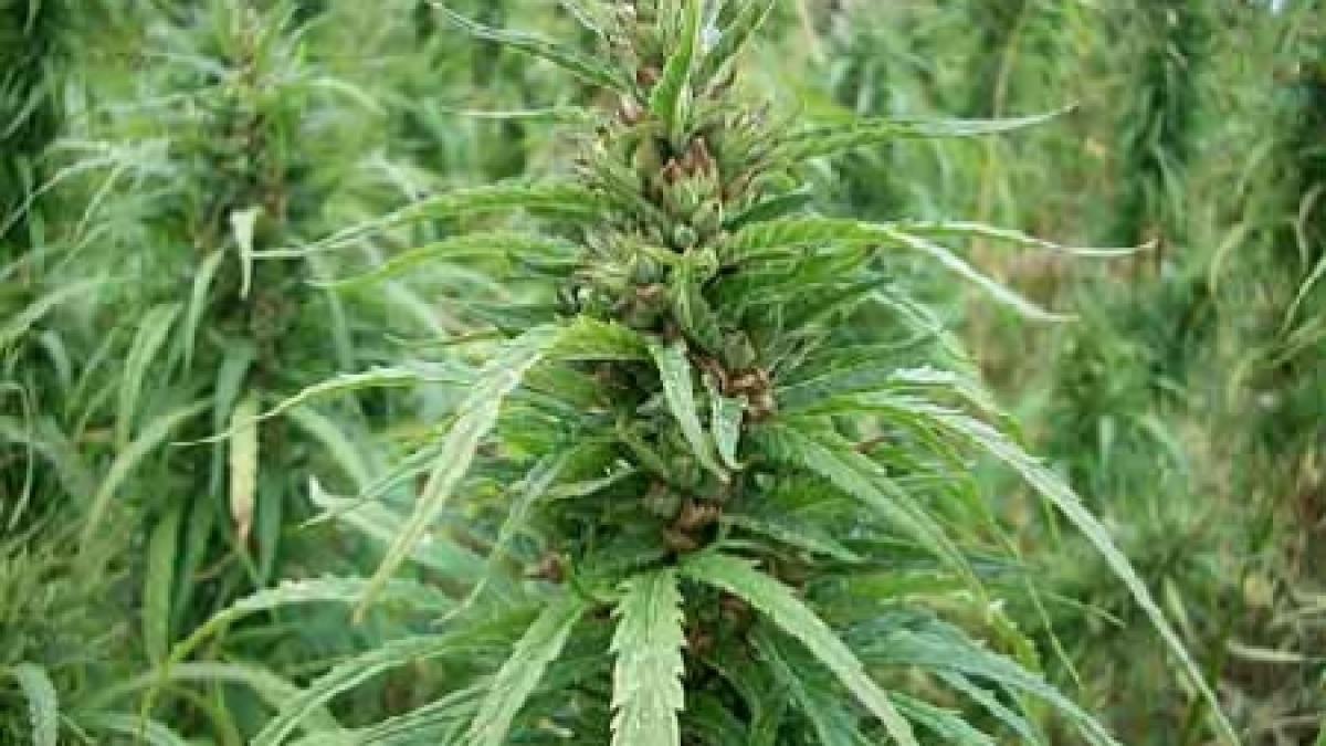 Plantaţie de cannabis, descoperită de poliţişti în casa unor tineri din Constanţa