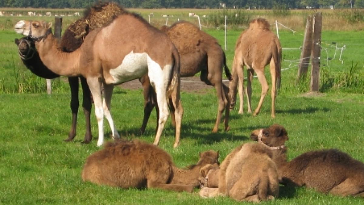 Ni se pregăteşte un dulce sănătos. Îngheţata cu lapte de cămilă