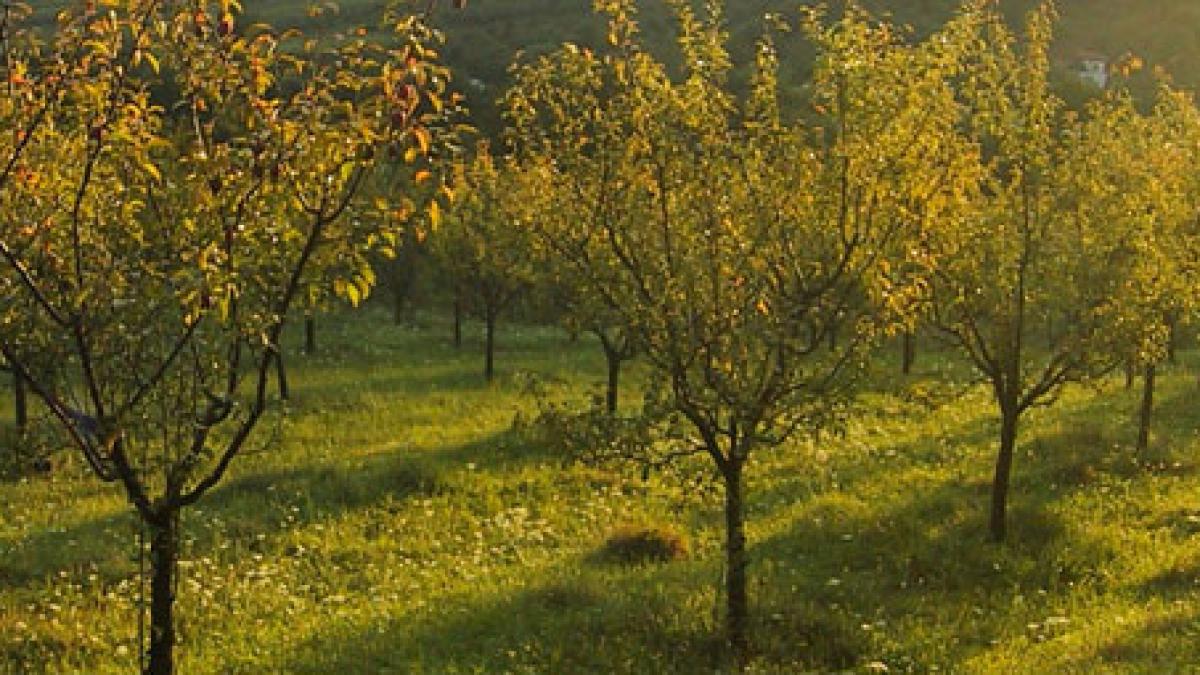 Fenomenul care dă peste cap anotimpurile. Vezi ce s-a întâmplat într-o livadă din Topoloveni