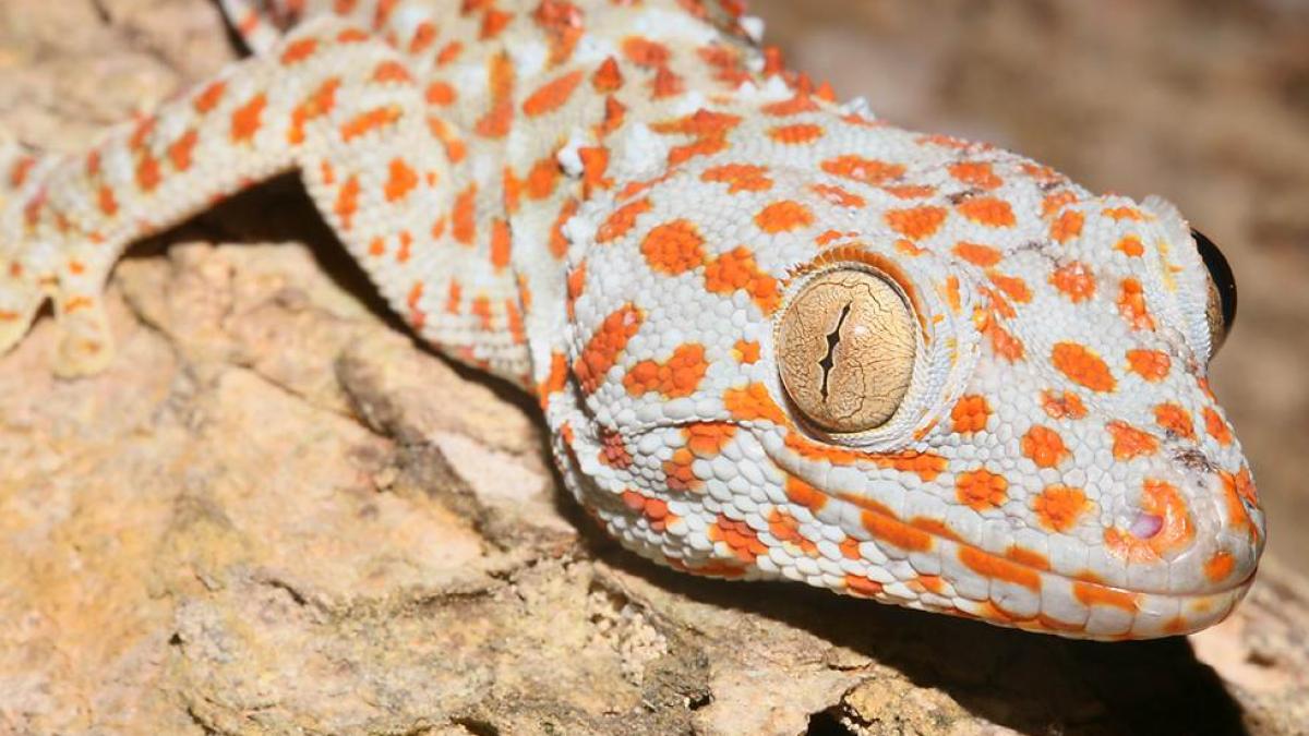 Şopârlele Tokay Gecko, în pericol de dispariţie din cauza unor zvonuri apărute pe Internet