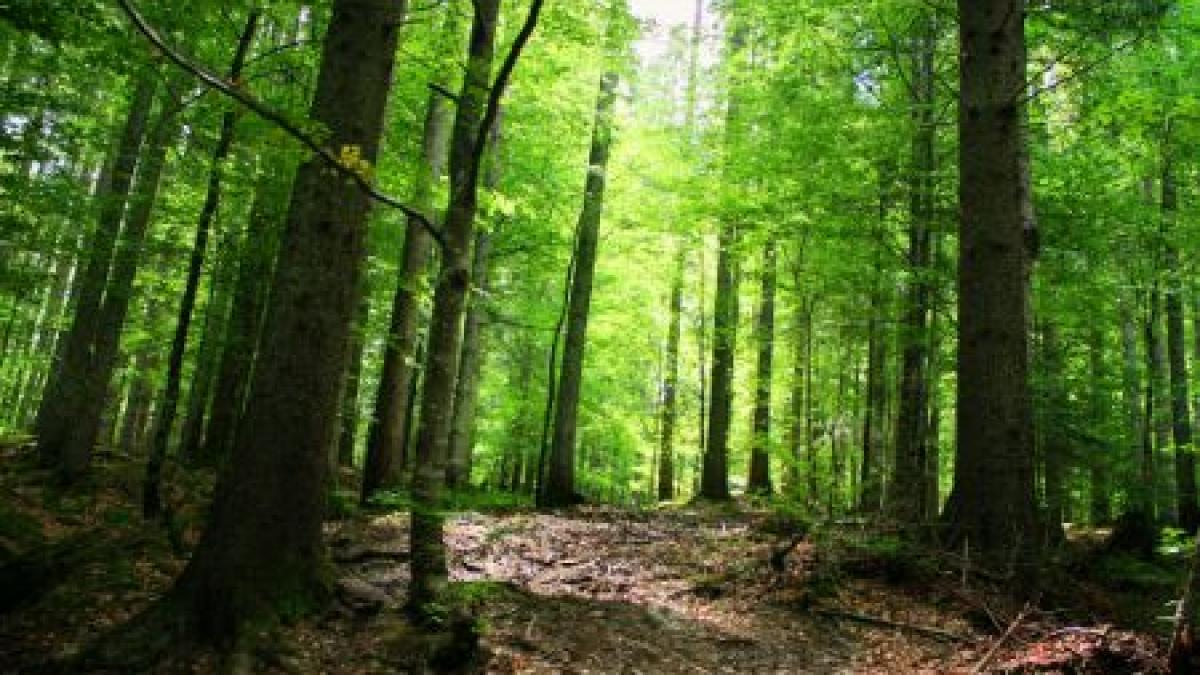 WWF arată autorităţilor române comorile ţării: Vizită într-o pădure virgină din Braşov