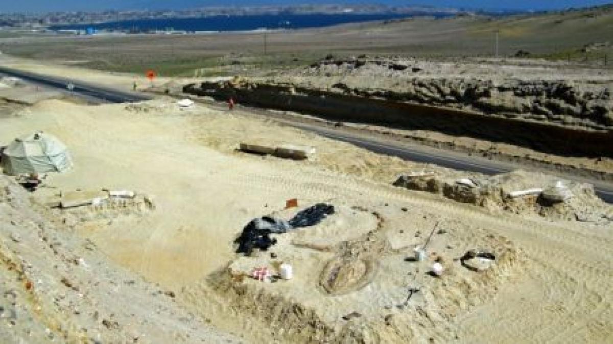 75 de balene în cel mai arid deşert din lume! Care este explicaţia acestei descoperiri fenomenale