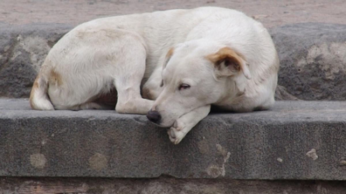 Legea câinilor comunitari, adoptată de Camera Deputaţilor. Vor putea fi eutanasiaţi cu acordul populaţiei