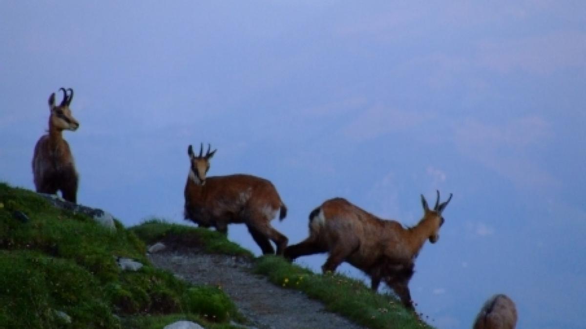 Sezonul de vânătoare a caprelor negre, pe sfârşit