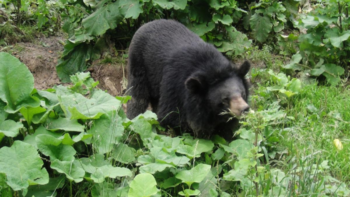 O viaţă dedicată salvării animalelor. O româncă a creat cea mai mare rezervaţie de urşi bruni din Europa