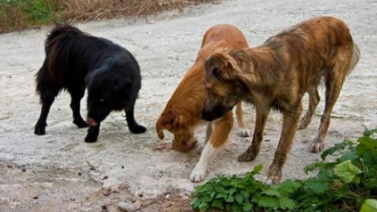 Sterilizare sau eutanasiere? Injurii şi ameninţări la prima dezbatere a legii câinilor comunitari, la Craiova