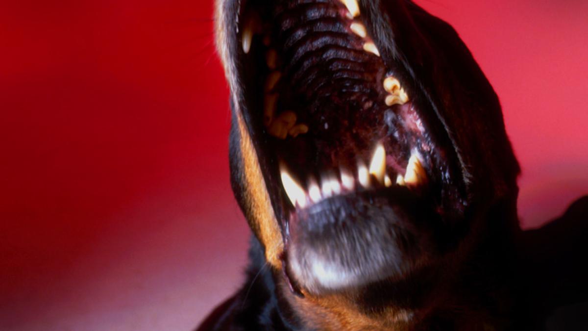 O femeie de 60 de ani, omorâtă de 25 de câini din rasa Rottweiler