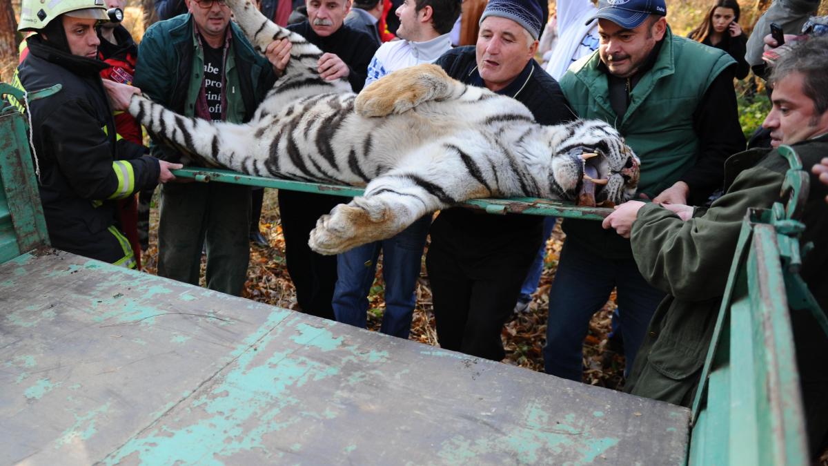 Nici tigrii nu supravieţuiesc în jungla românească