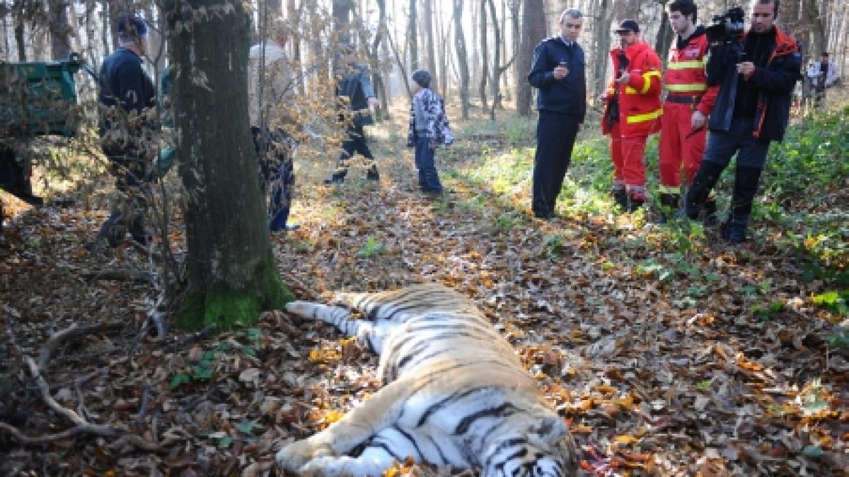 Uciderea tigrului scăpat din Grădina Zoologică, condamnată de şeful ITM Sibiu: O deficienţă crasă