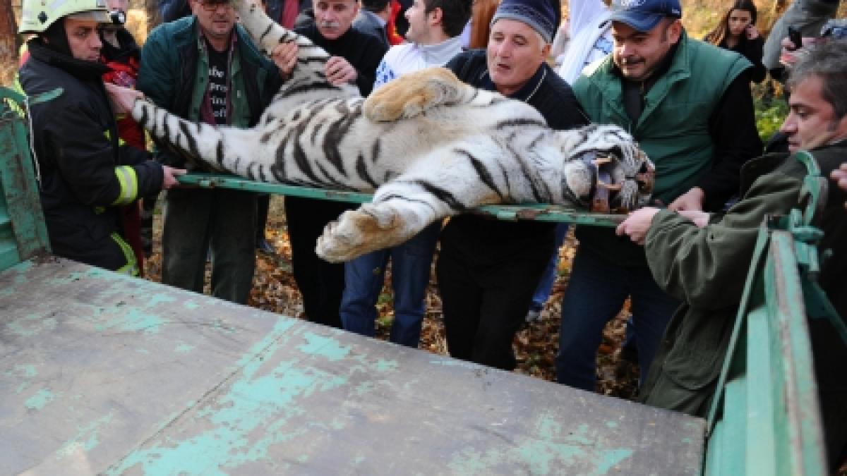 Tigrul împuşcat la Sibiu va ajunge material de studiu. Directorul de la zoo ar putea fi demis