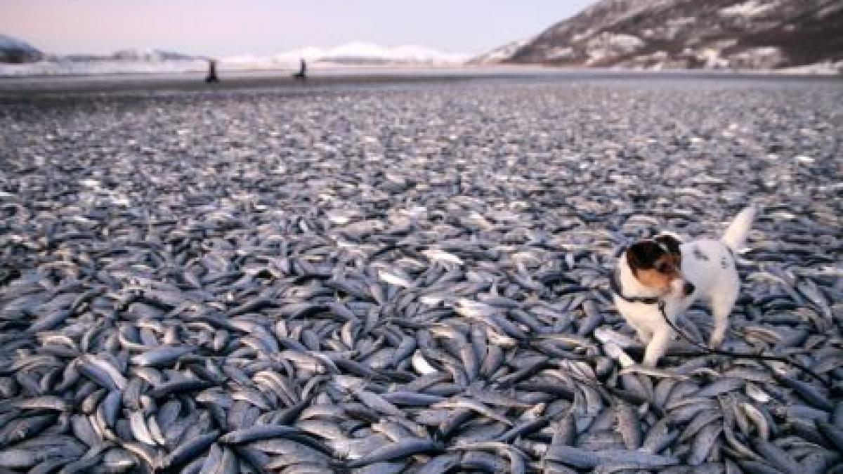 Scene sinistre la început de an: Plajă acoperită de peşti morţi şi străzi pline de păsări fără suflare