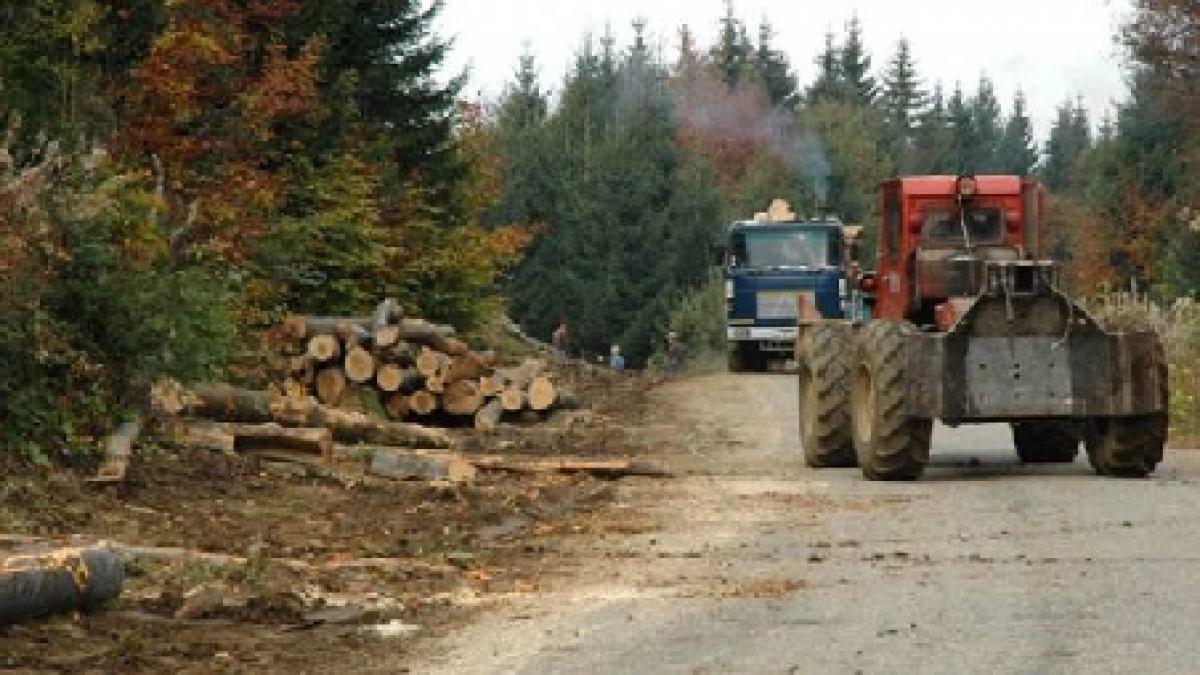 Un copil de 15 ani a murit, după ce un copac a căzut peste el. Copilul era la tăiat de lemne