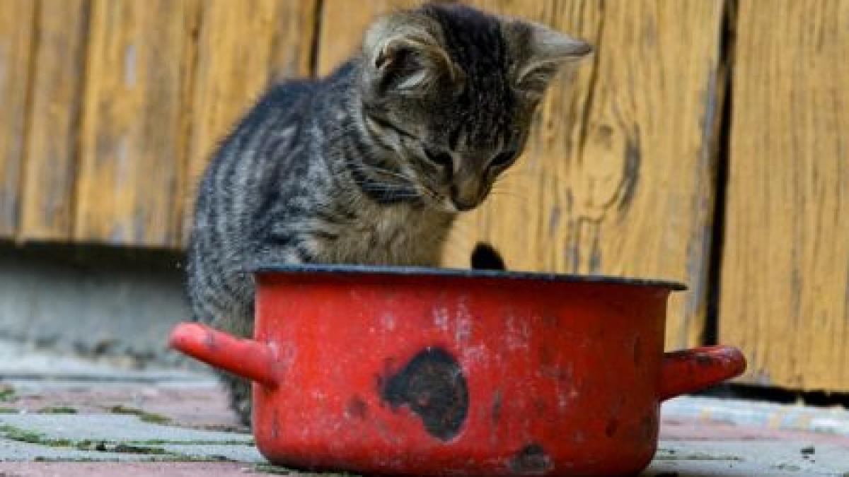 Un miliardar a murit după ce a mâncat tocană otrăvită din carne de pisică