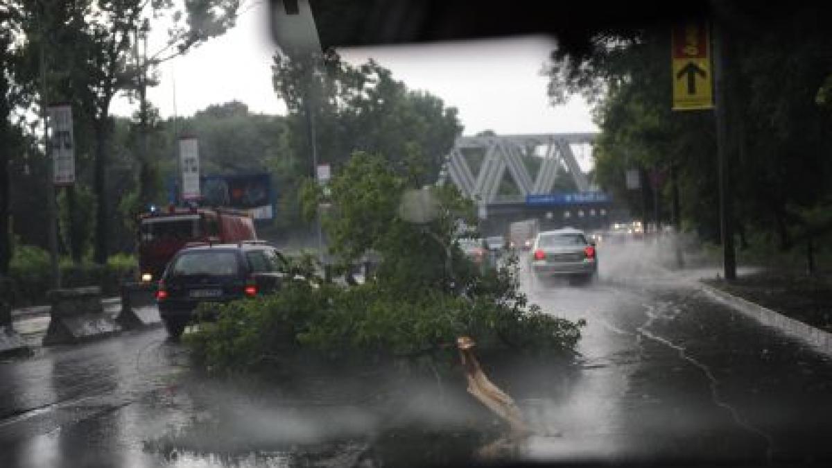 Un bărbat a murit după ce un copac rupt de vânt a căzut peste maşina lui