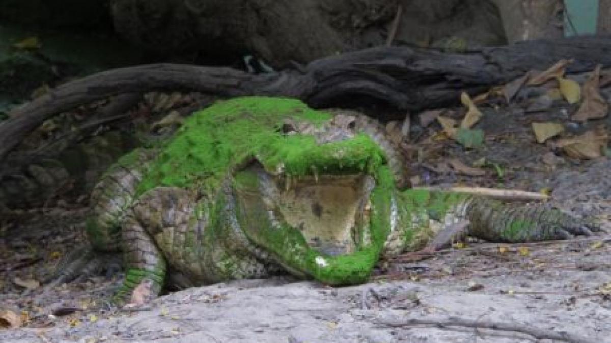 Indonezia. O fată de 10 ani a murit, după ce a fost atacată de un crocodil