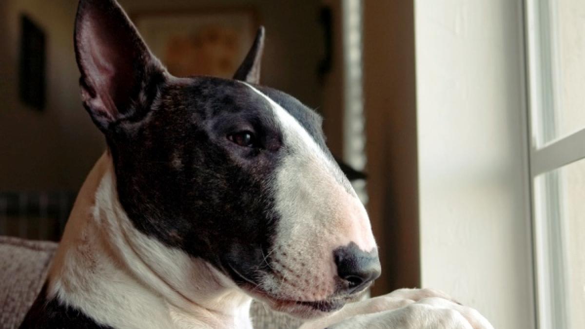 Fetiţă de şase ani, internată cu răni la gât şi ureche, după ce a fost atacată de un bull-terrier