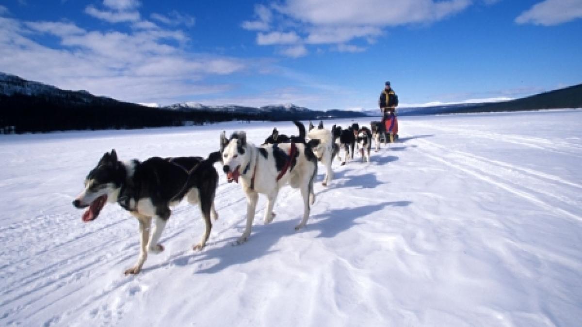 Harghita: Concurs de atelaje canine pe gheaţa de pe Lacul Roşu