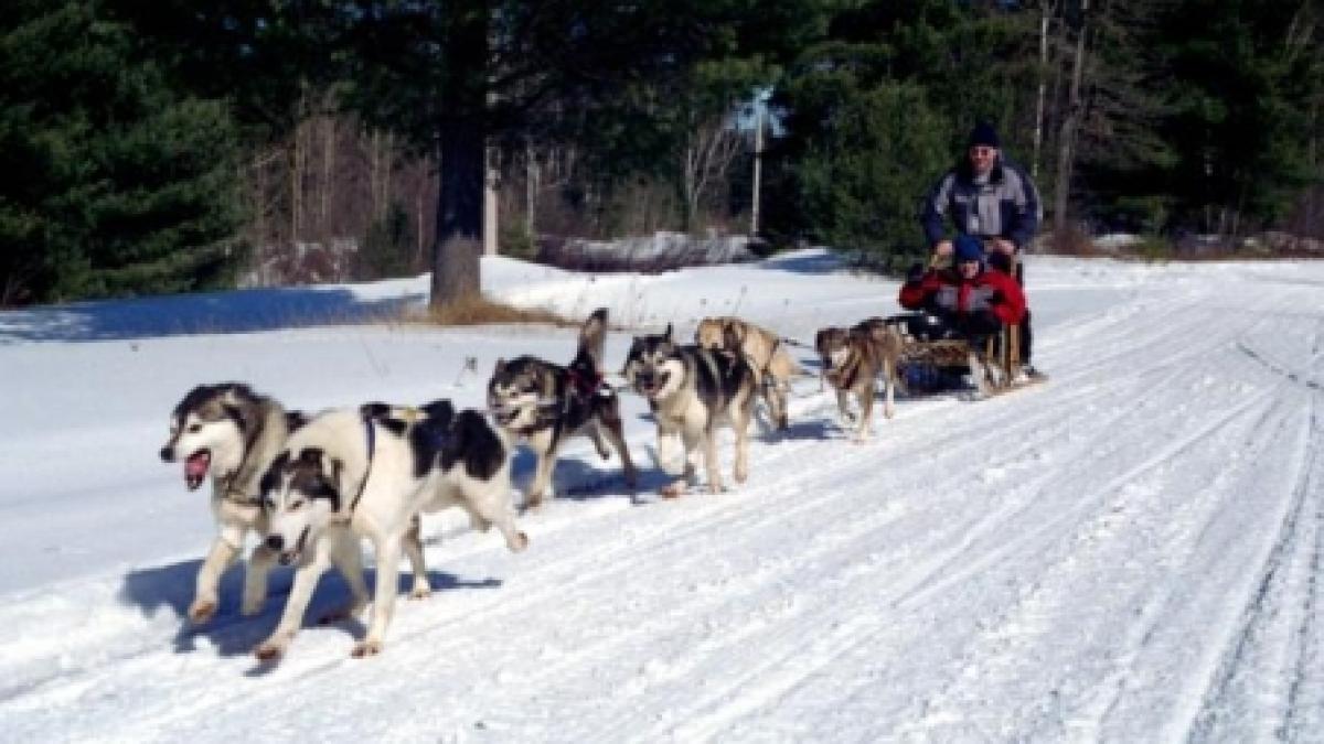 Câinii Husky au făcut spectacol în zăpadă, la concursul din Băile Tuşnad 