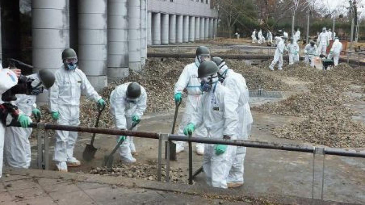 Studiu: Numărul păsărilor şi viaţa insectelor s-au redus semnificativ în jurul centralei de la Fukushima