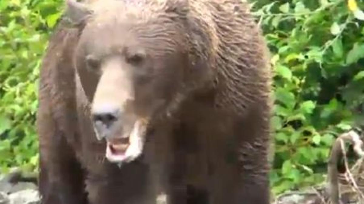 Întâlnire de gradul zero între un urs Grizzly şi un grup de fotografi